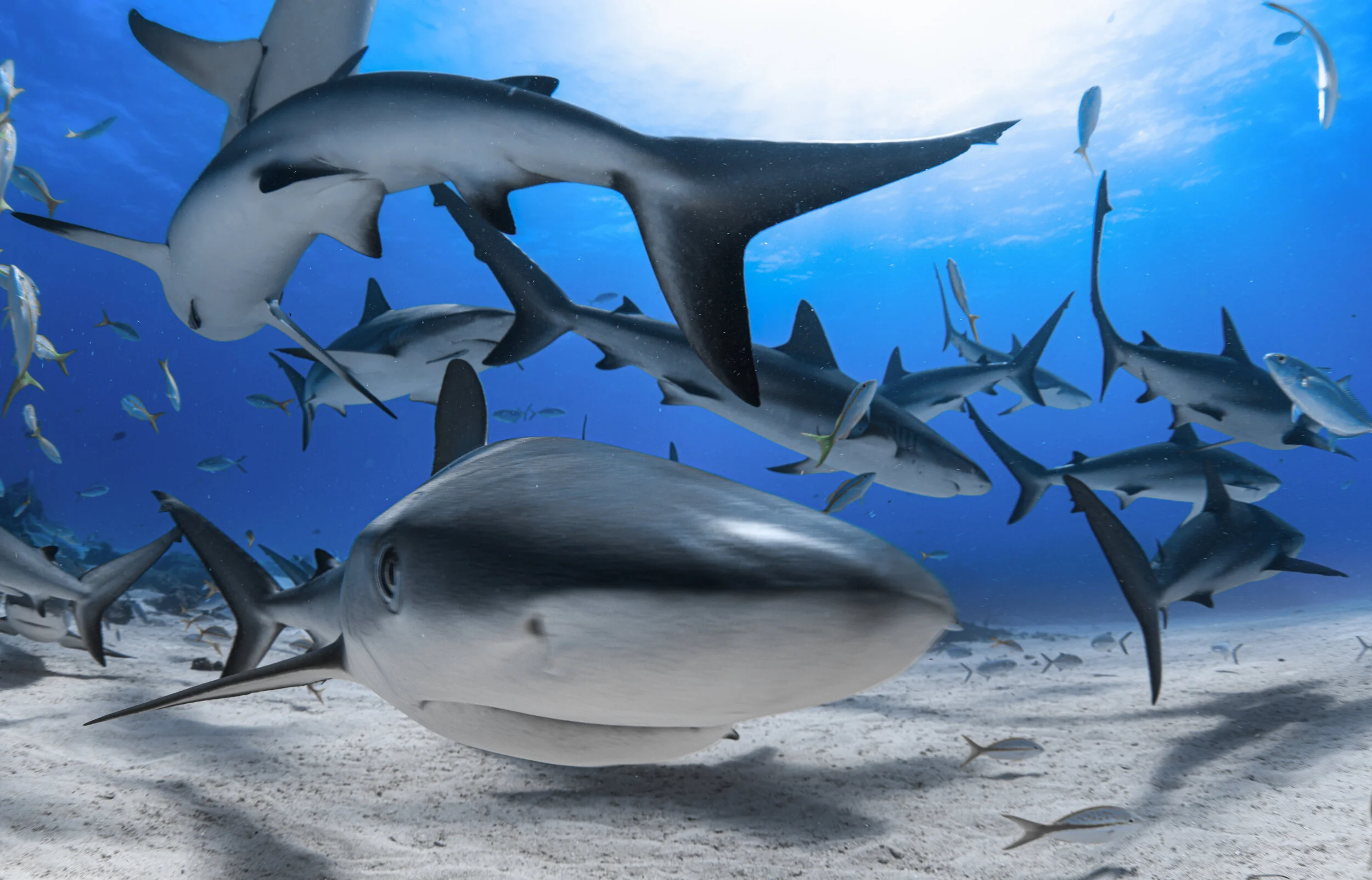 Shark Fishing Issues