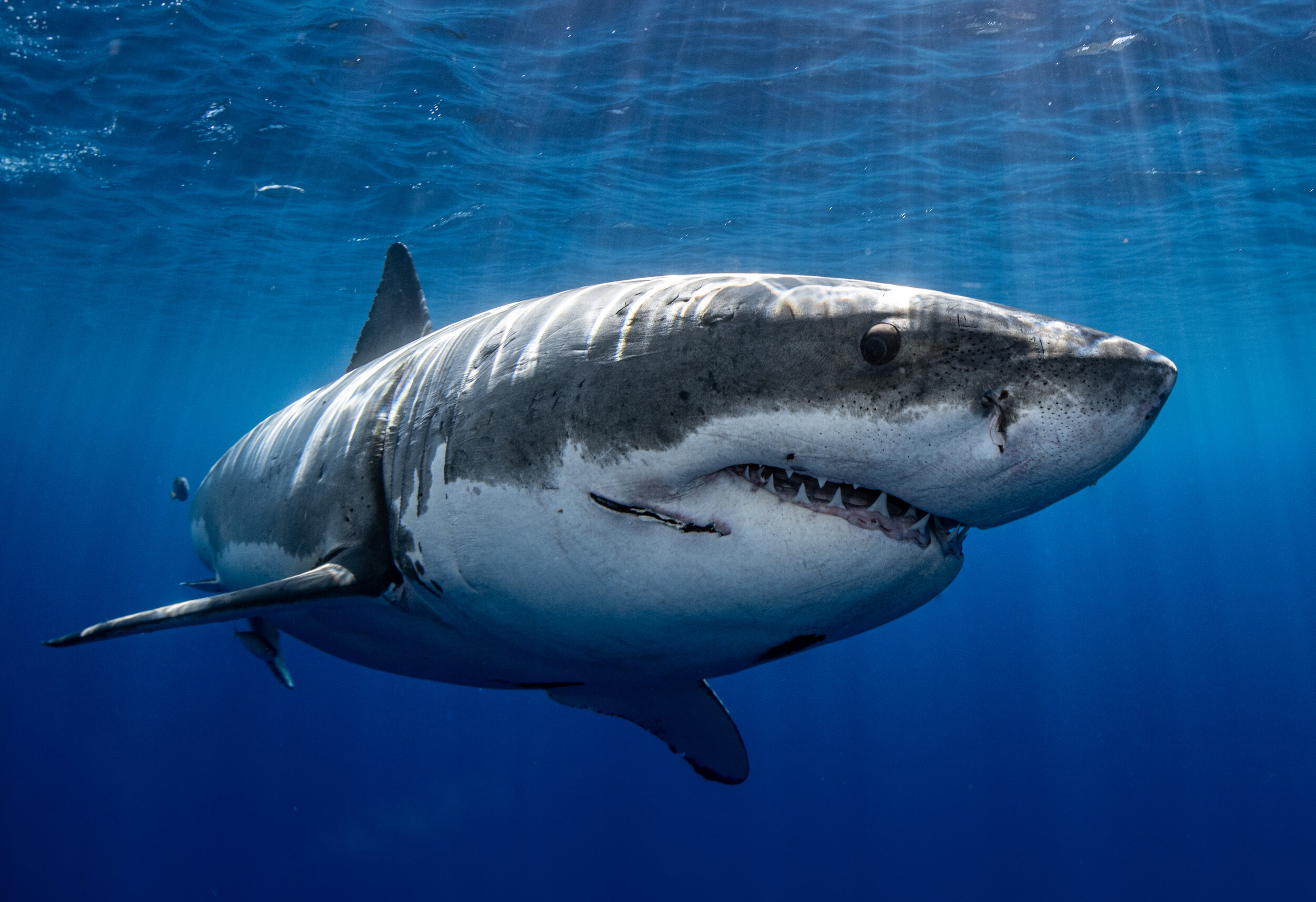 Shark Eyesight — Save The Sharks