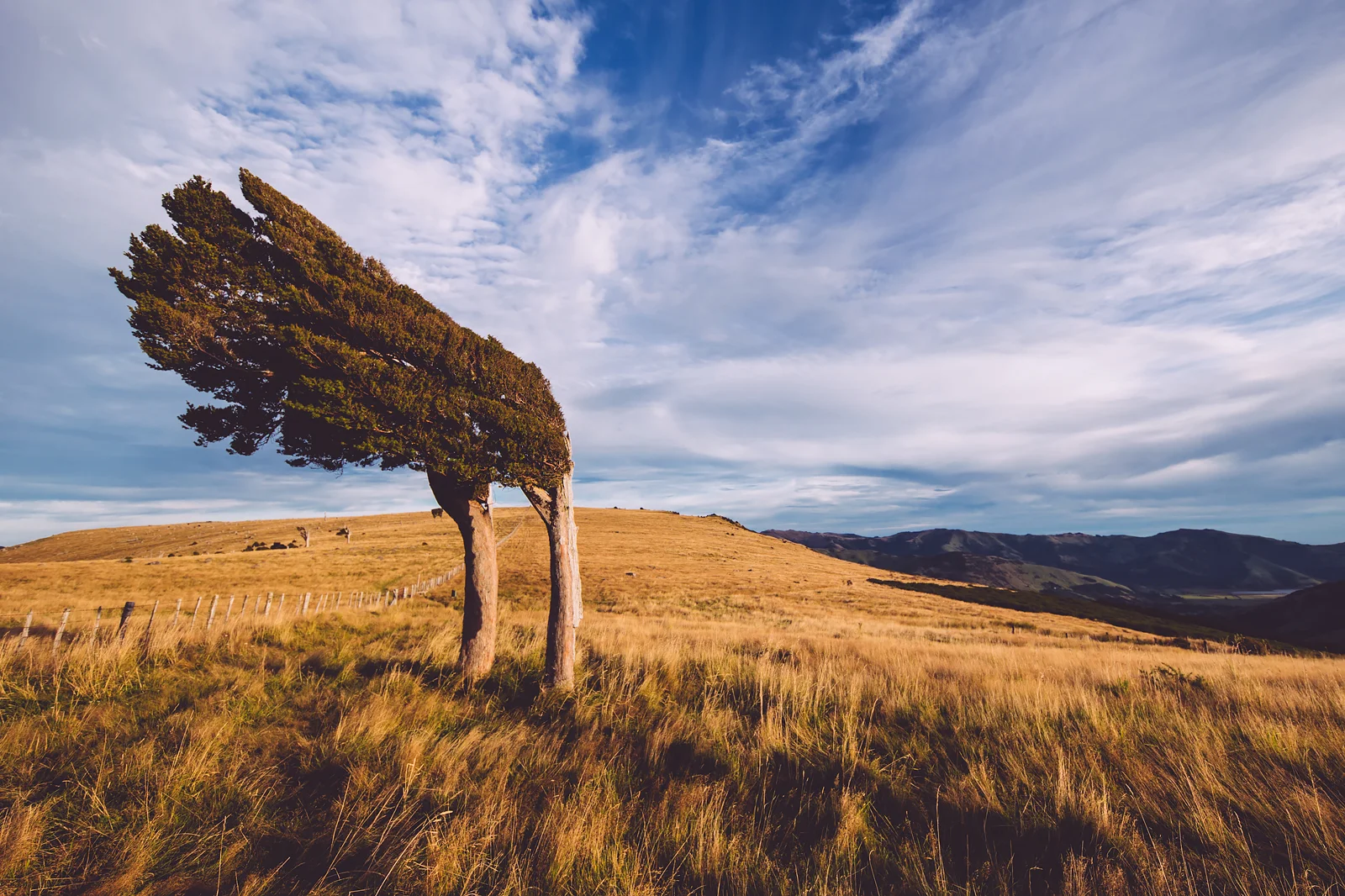 Track to Rod Donald Hut, Banks Peninsula.