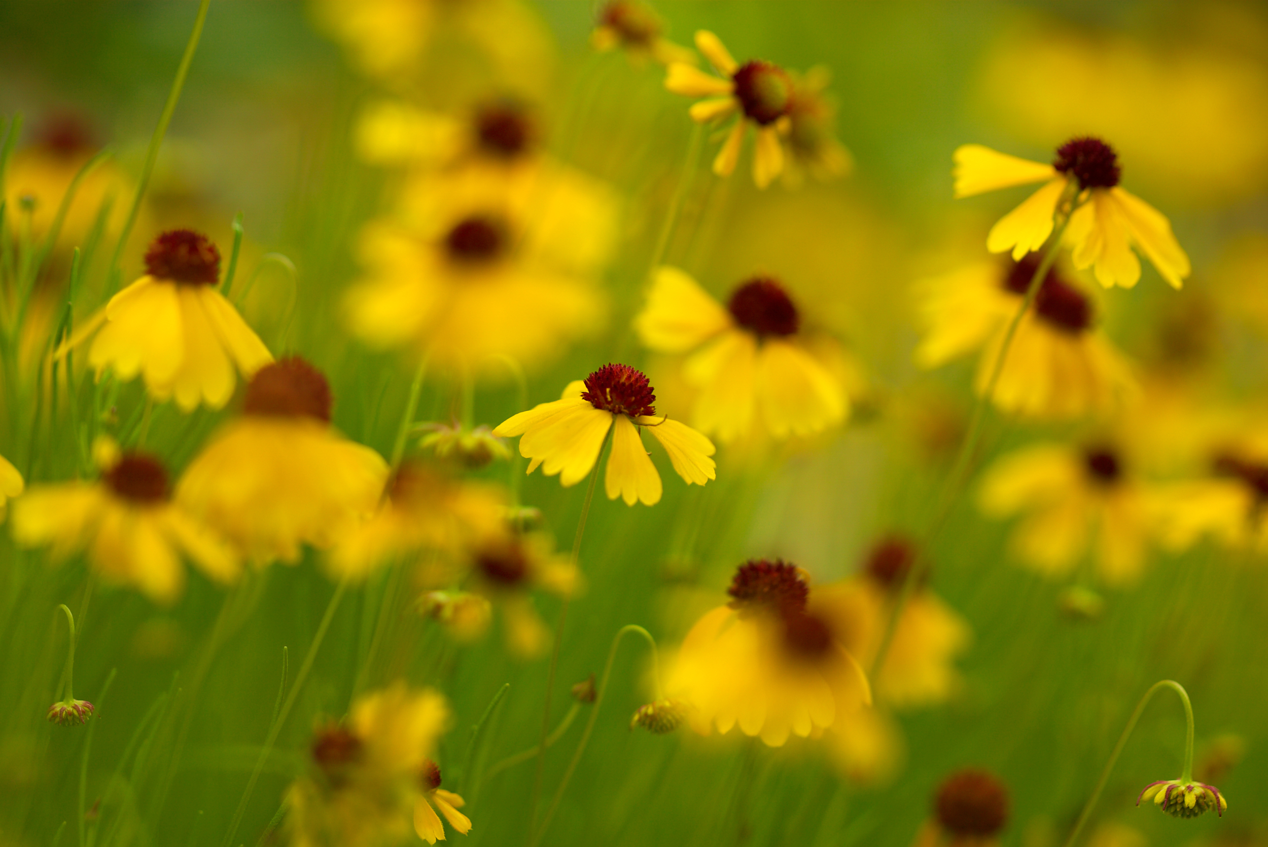 A shallow depth of field isolates a spring flower.