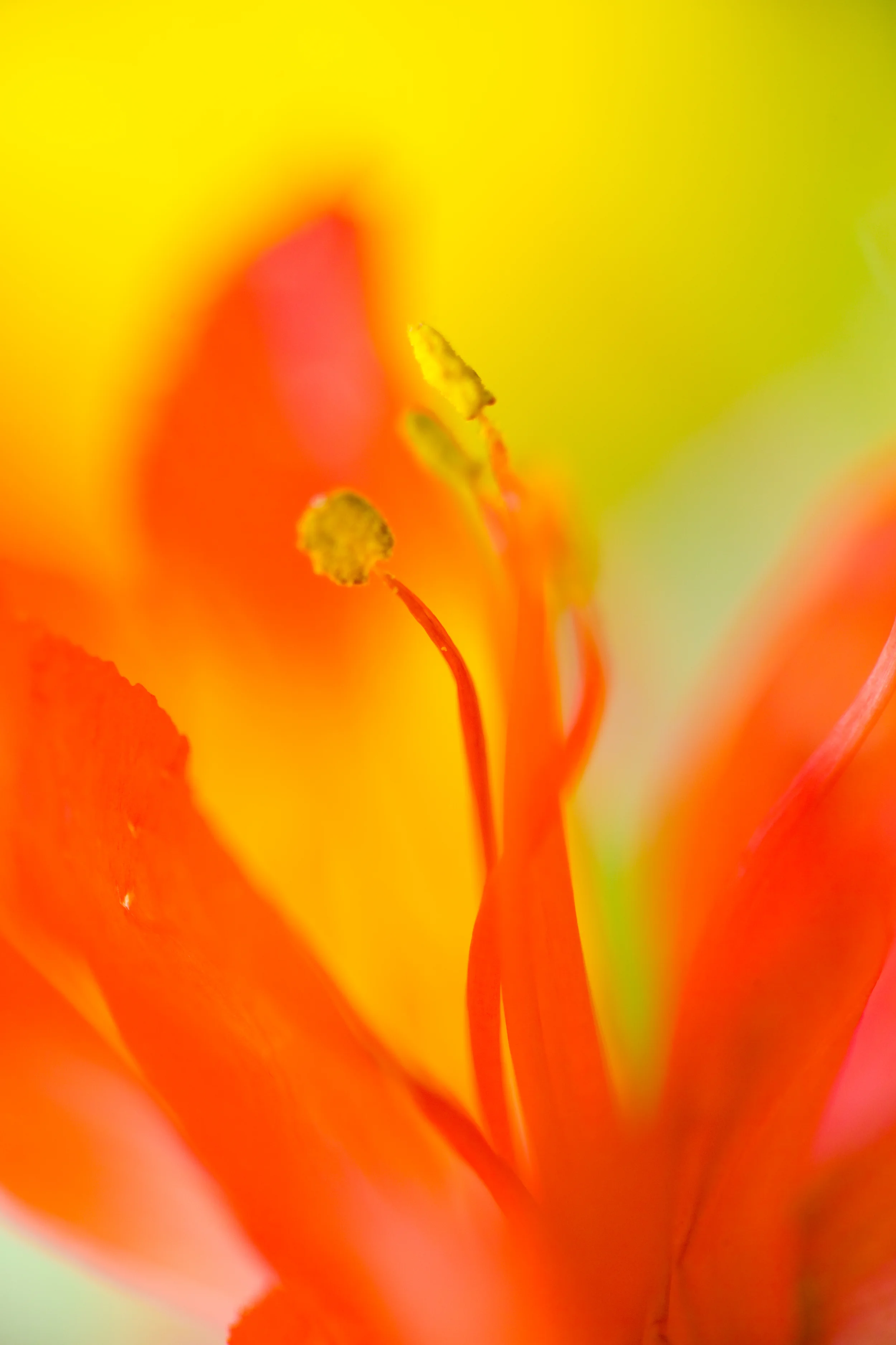 With Macro focusing distances, the depth of field becomes very shallow.