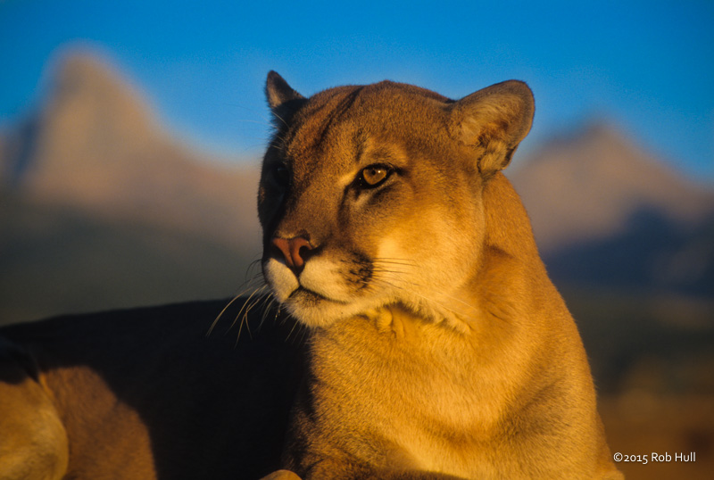 A larger aperture was used to separate this cat from the background and a longer lens helped separate me from her teeth.