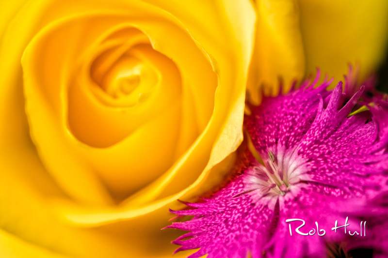 I added my signature to this image by specifying a watermark in Adobe Lightroom's export module. 
