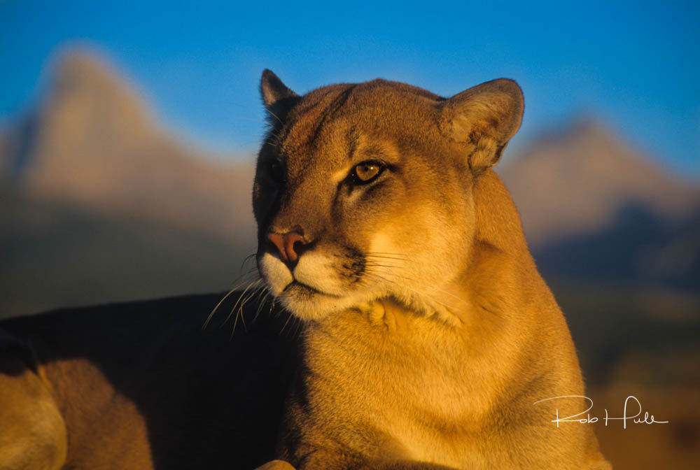 By waiting until the late afternoon sun created a nice warm glow, I was able to photograph this majestic cat against a blue sky. The sky blue and the warm fur color are complementary, creating beautiful color harmony. Just imagine if the sky was cloudy and I didn't have the blue in the image. 