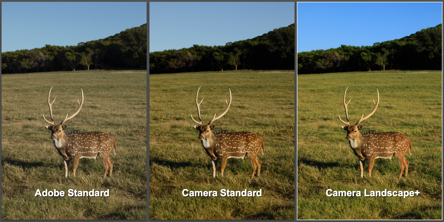 The default Camera Calibration profile is Adobe Standard which creates a dull and lifeless image. Adjust the profile to match your camera settings.