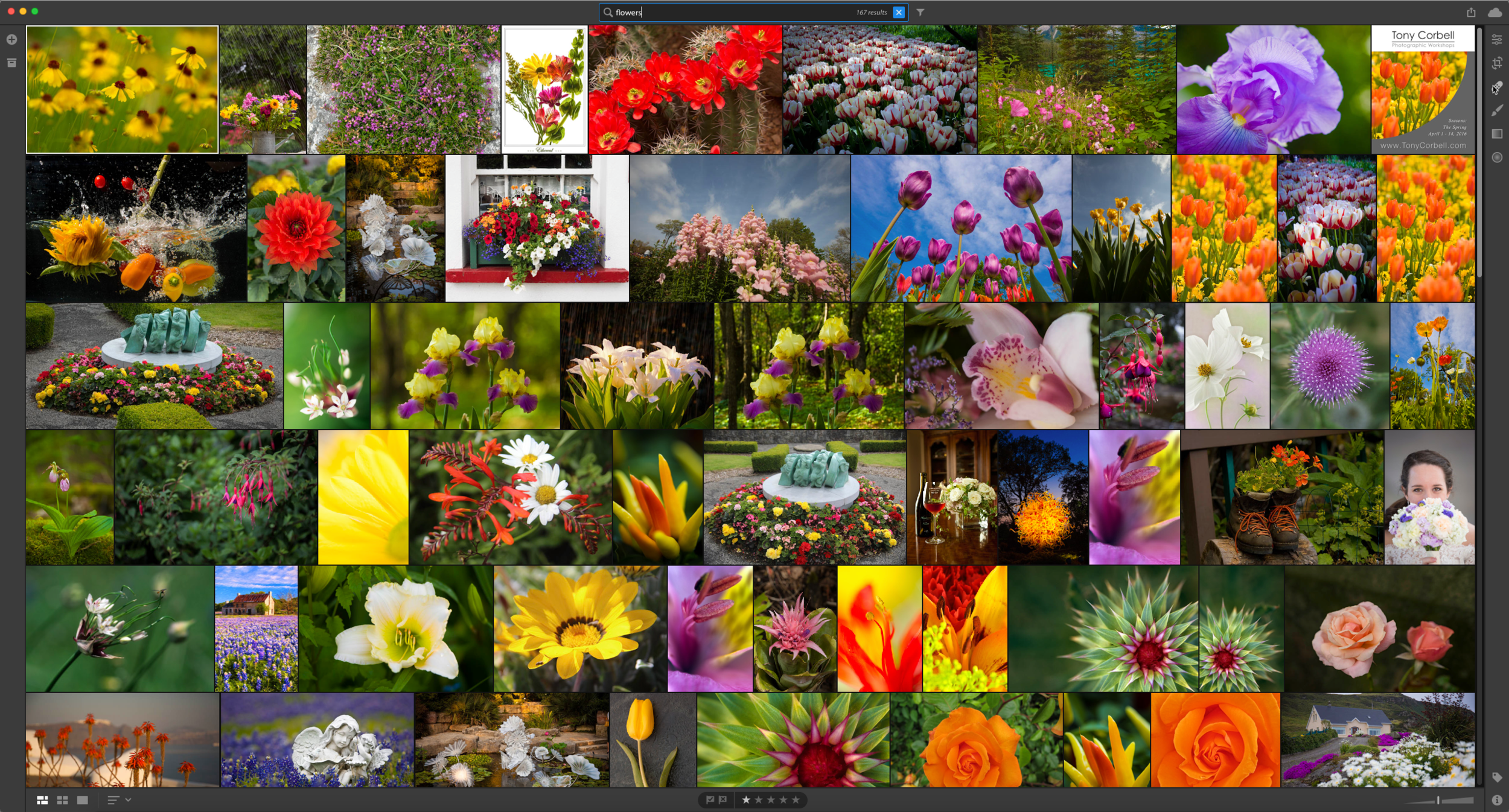 ©Rob Hull - This is the new Photo Grid in Adobe Lightroom CC. I simply typed "Flowers" in the search bar and Adobe Sensei returned this assortment of images very quickly. Note, I have NOT added keywords to most of these images. The artificial intelligence used in this product evaluated all my images and determined which included flowers. Pretty impressive. 