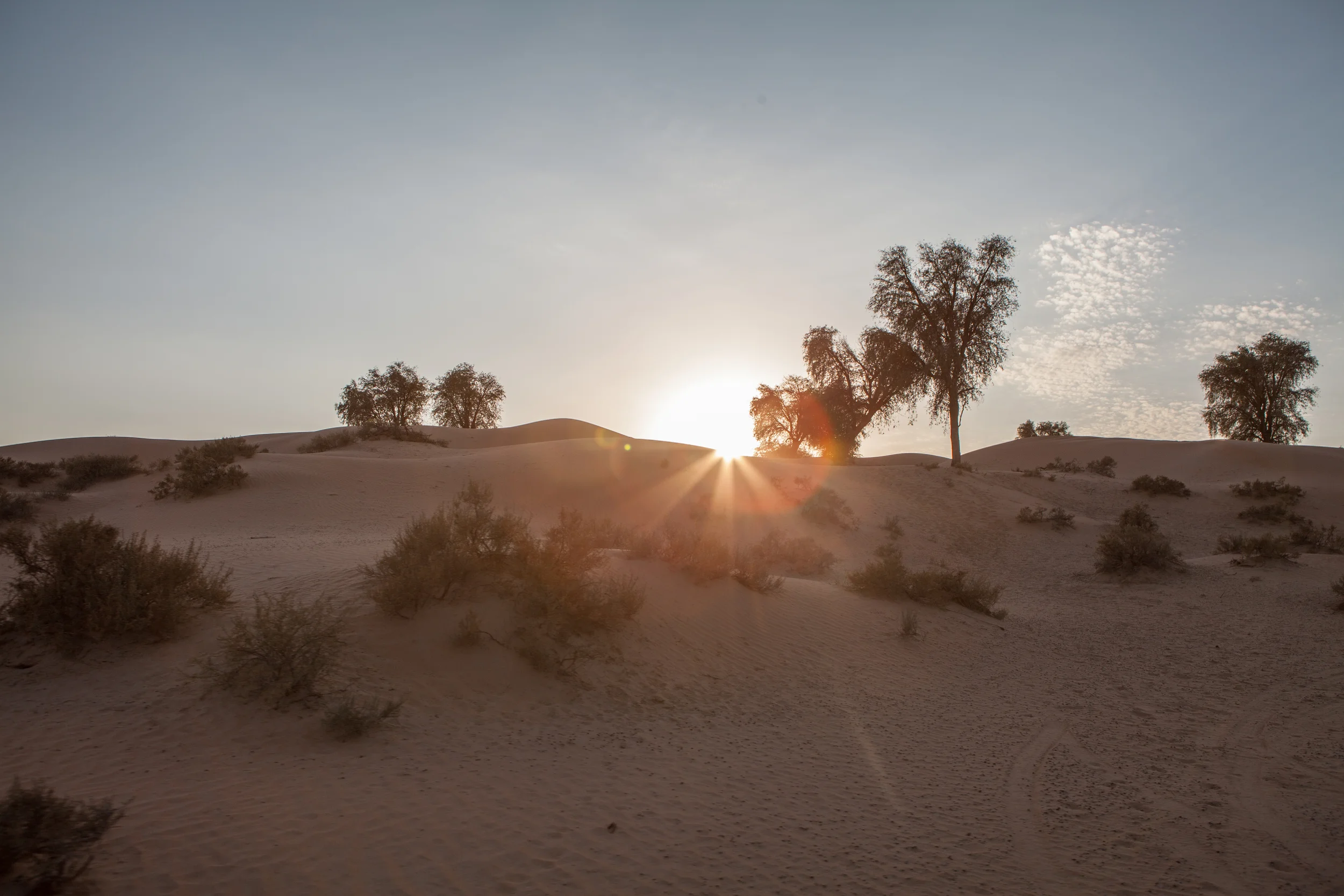 Desert Sun