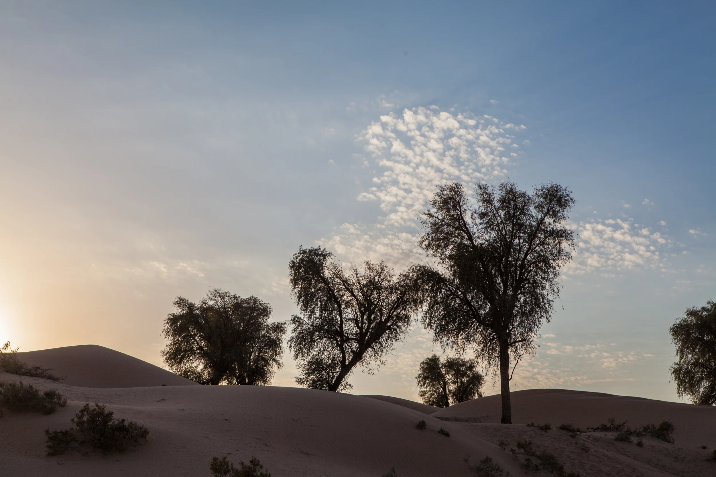 Palms