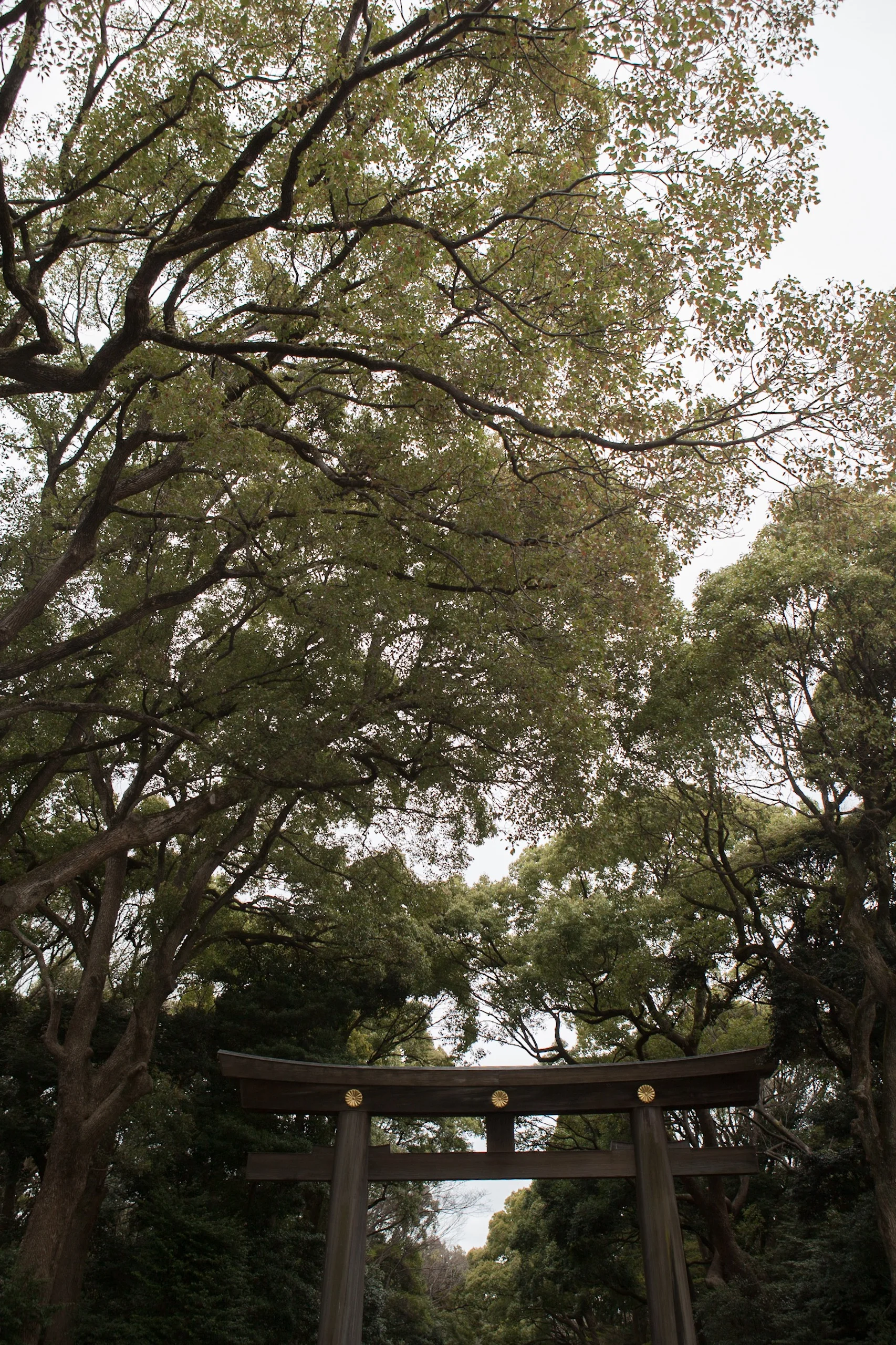 Greenery at the Meiji Shrine