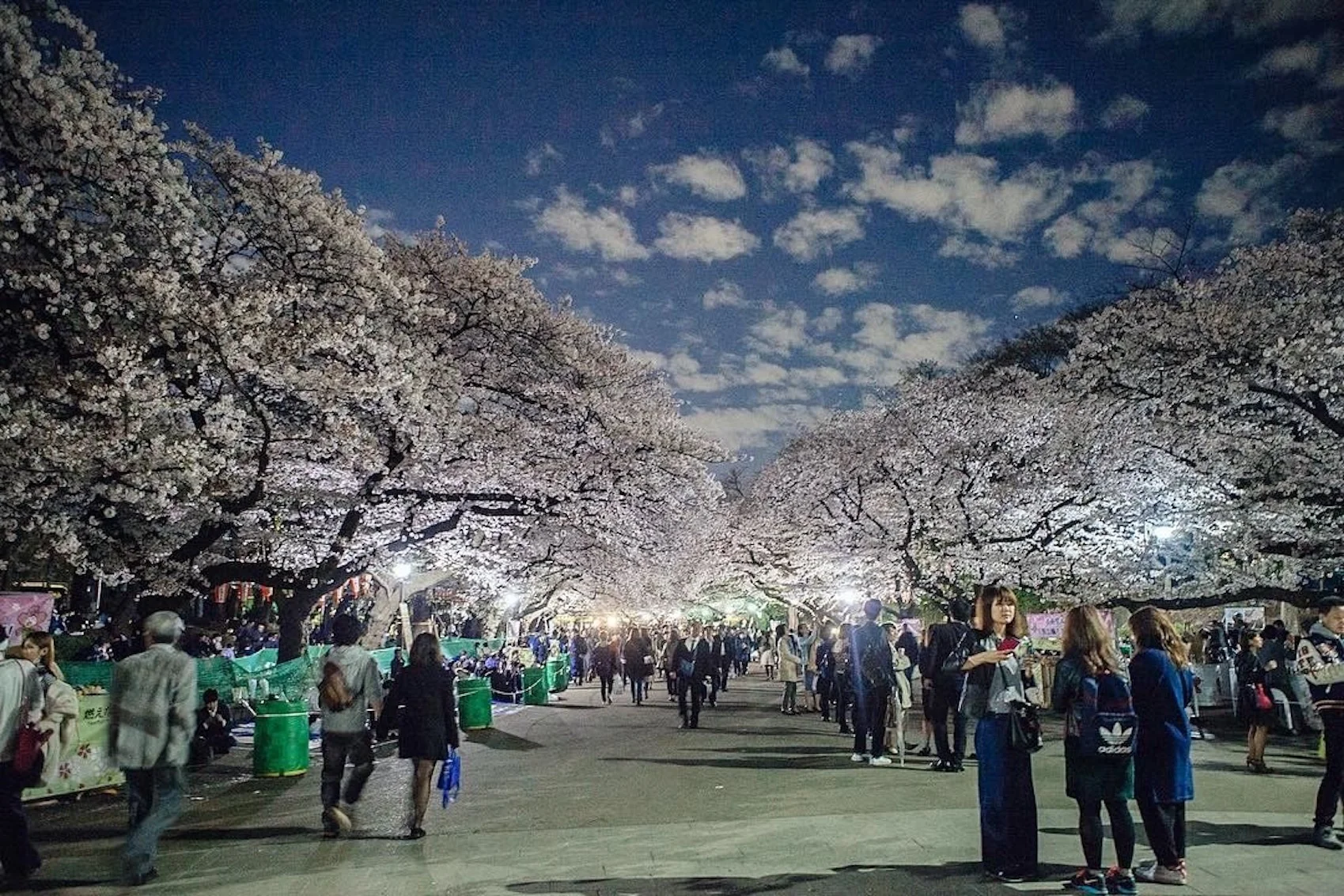 A Glimpse into Tokyo 