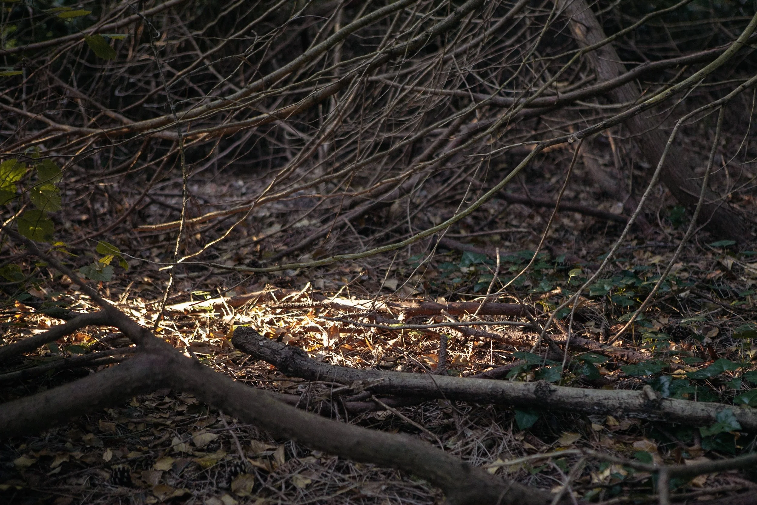 IMG_4974.JPG