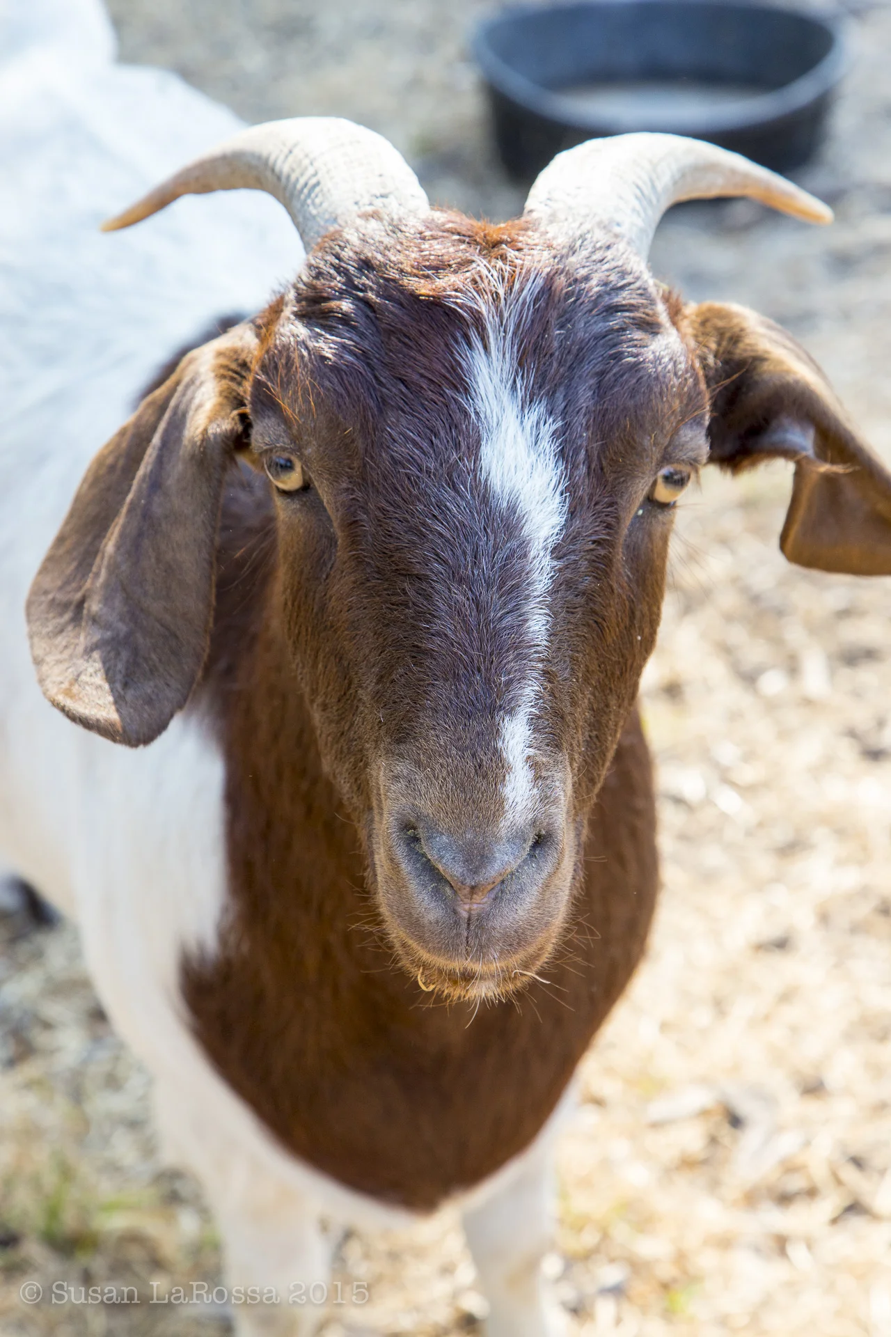 One of the goats on the farm