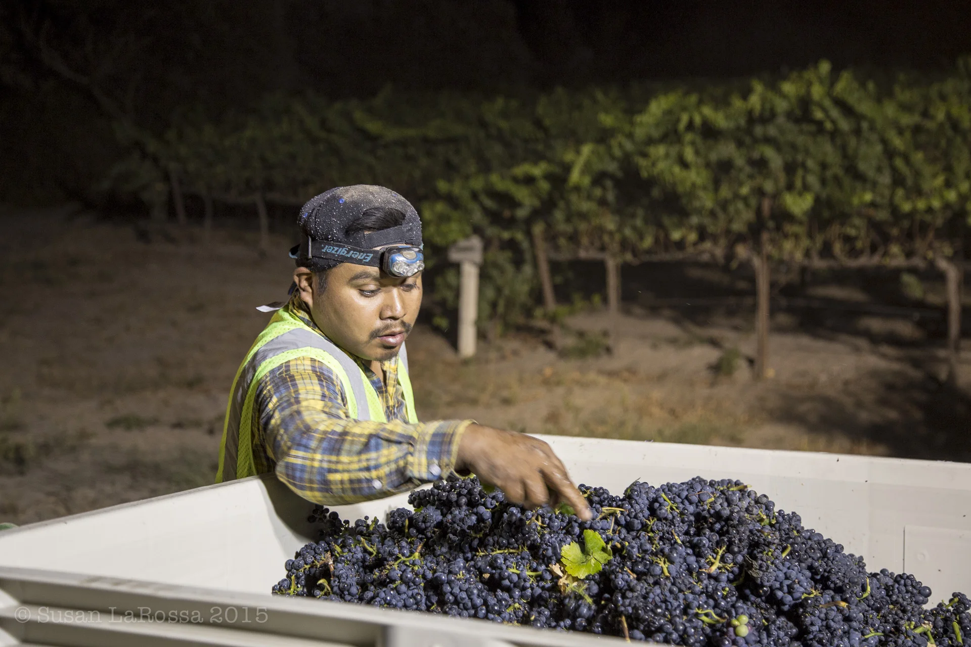 big bin Pinot-1.jpg