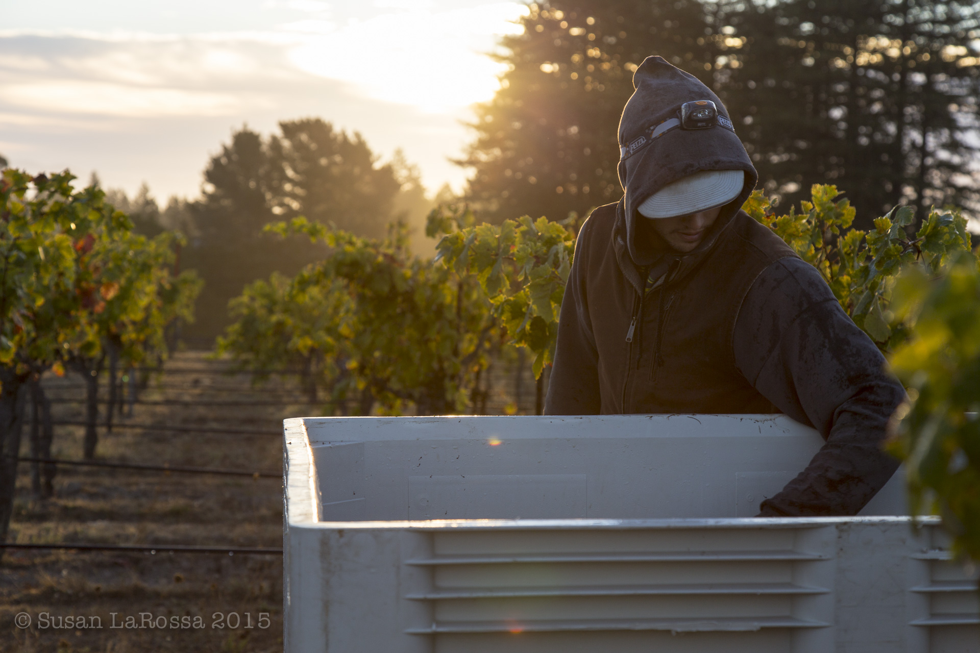 Harvesting the Radio-Coteau estate vineyard in 2015