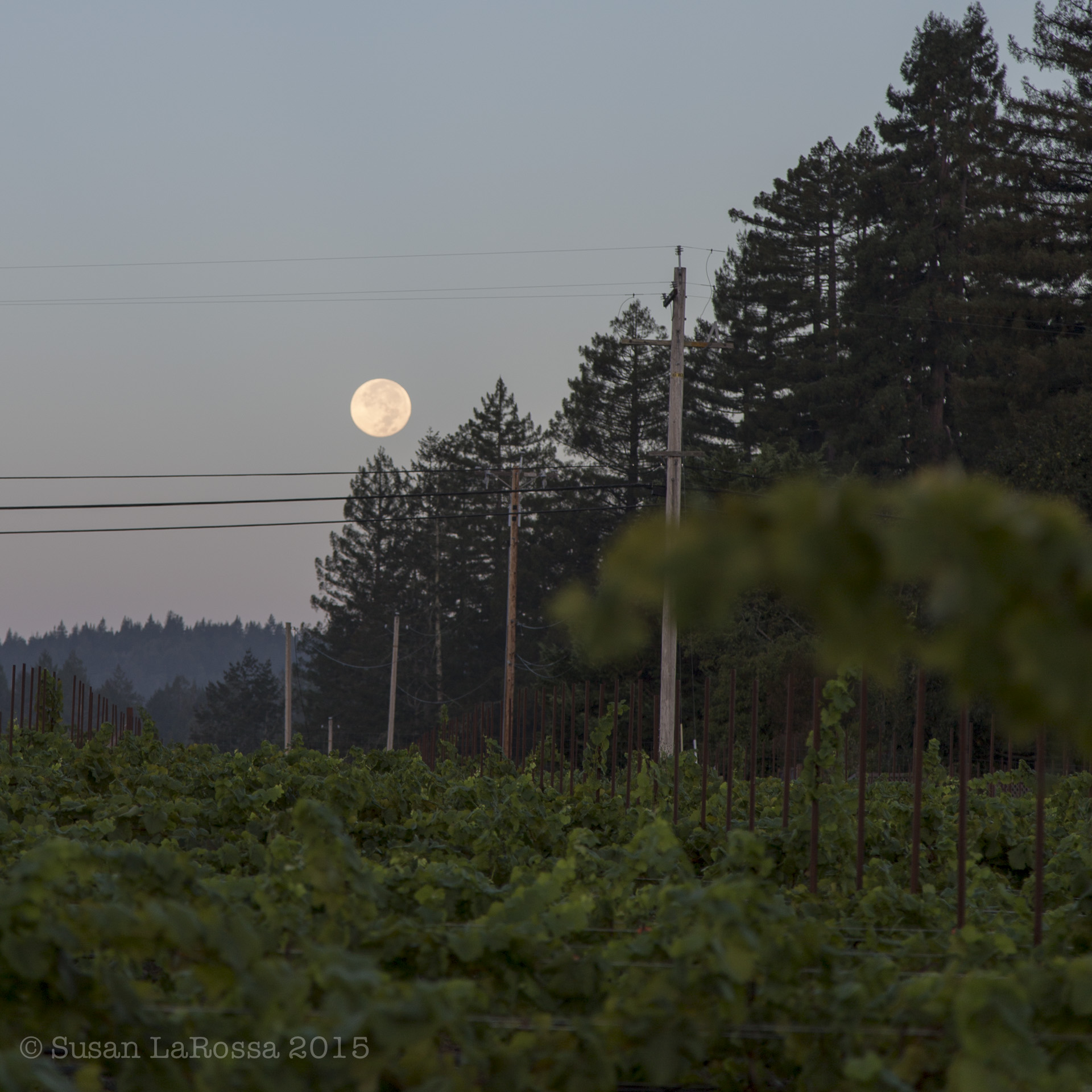 Picking the Radio-Coteau estate vineyard under a setting full moon