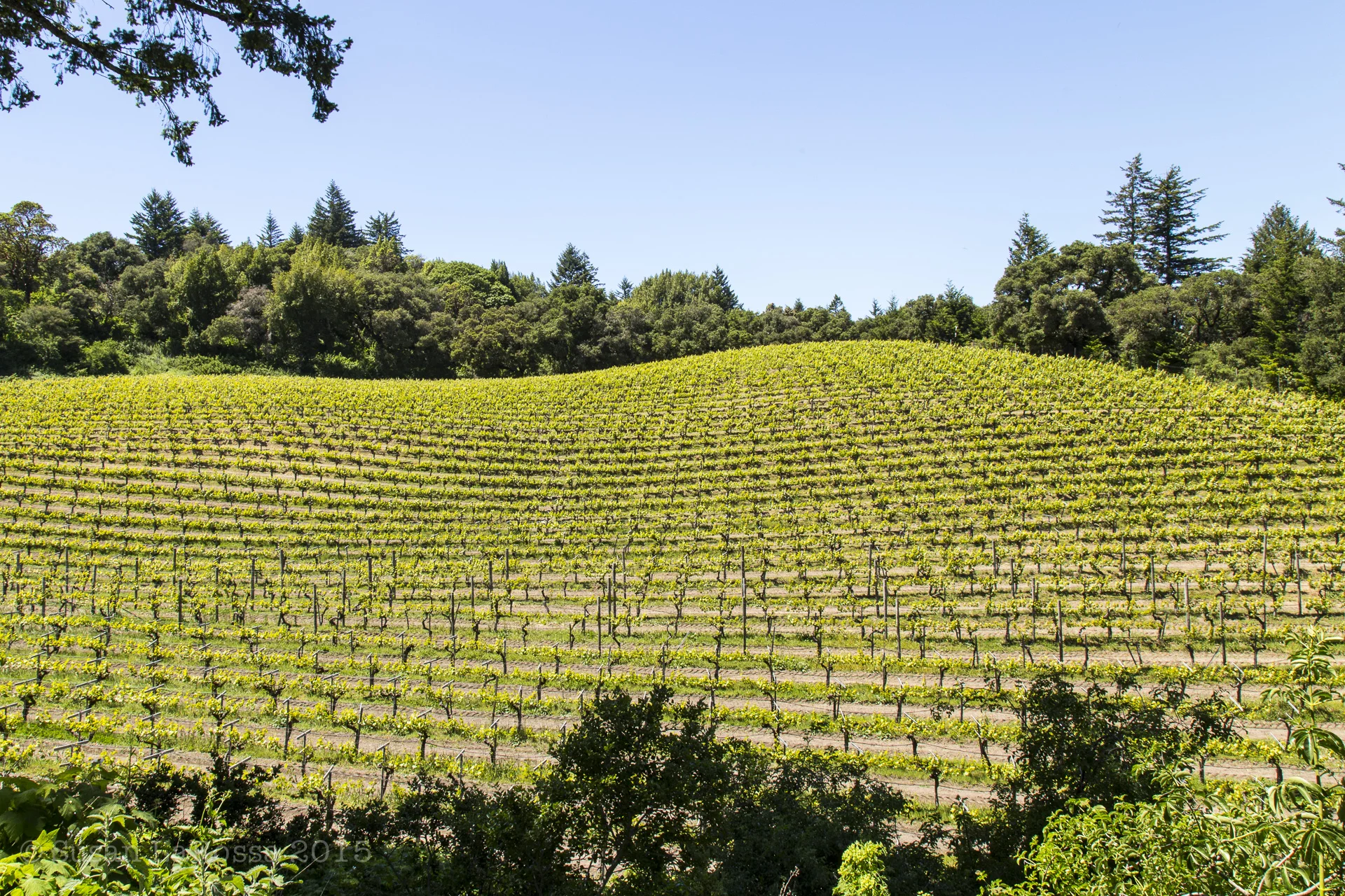 Langley Hill Vineyard