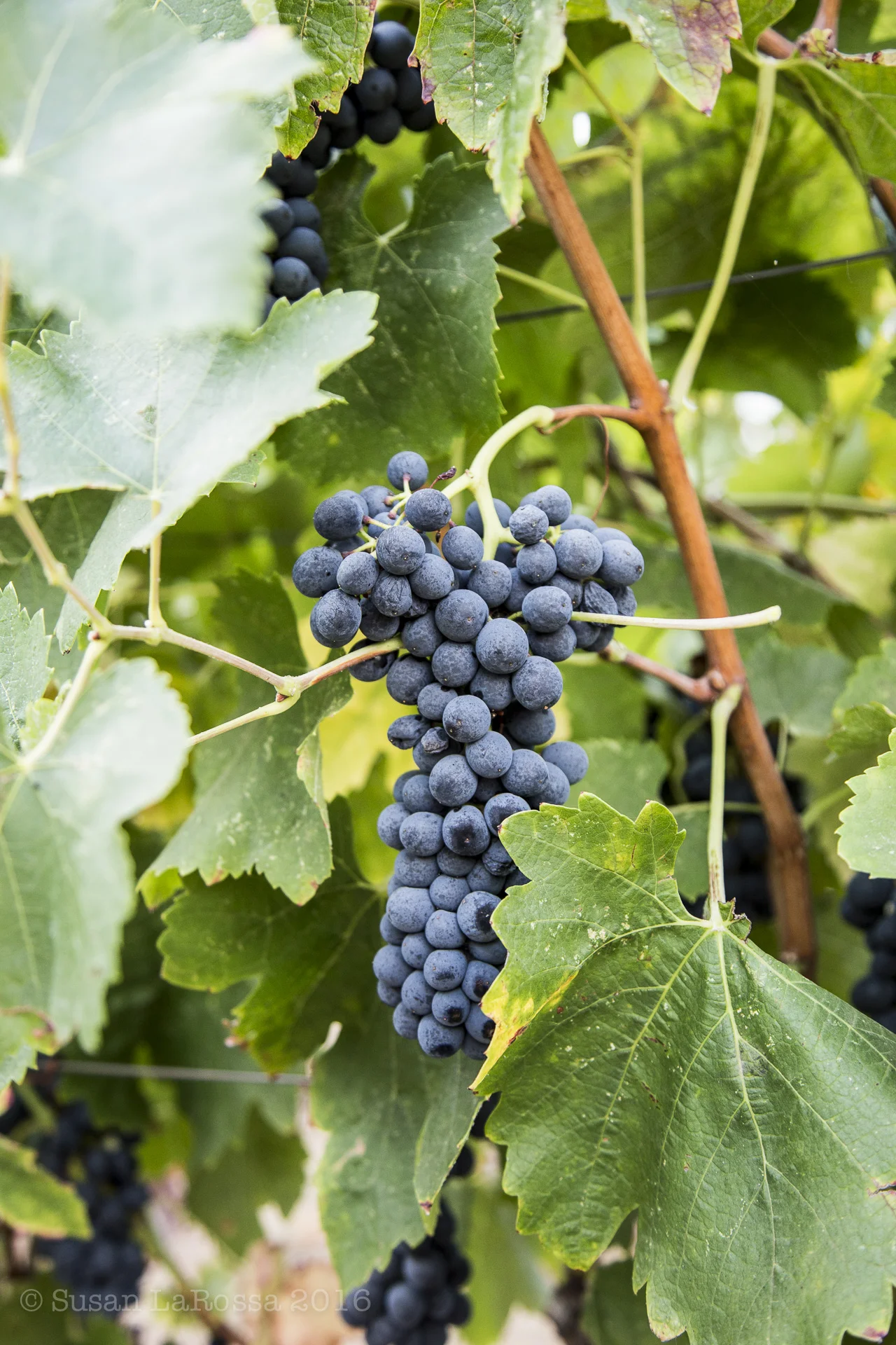 Syrah
