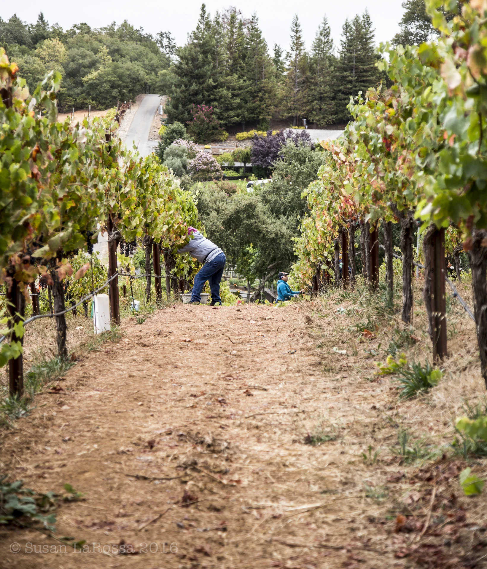 steep slopes-1.jpg