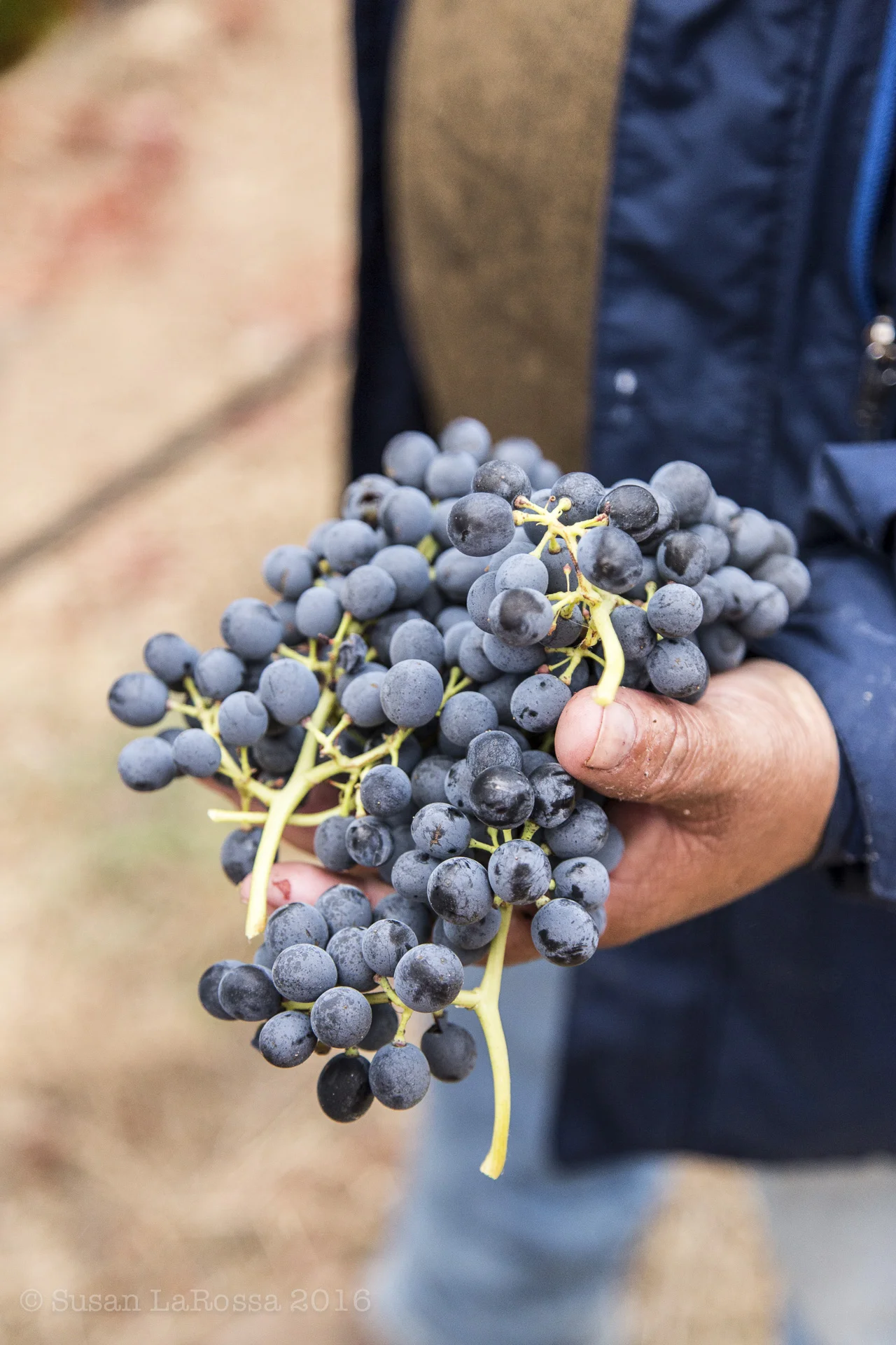 grapes-1.jpg