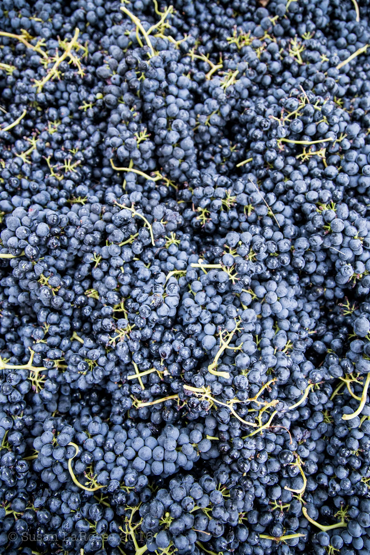 Syrah clusters that will shortly be crushed by foot