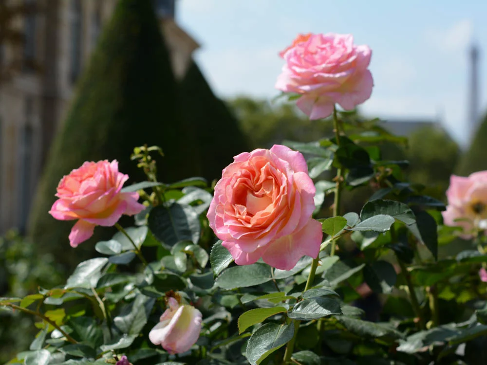 rodin-museum-roses.jpg