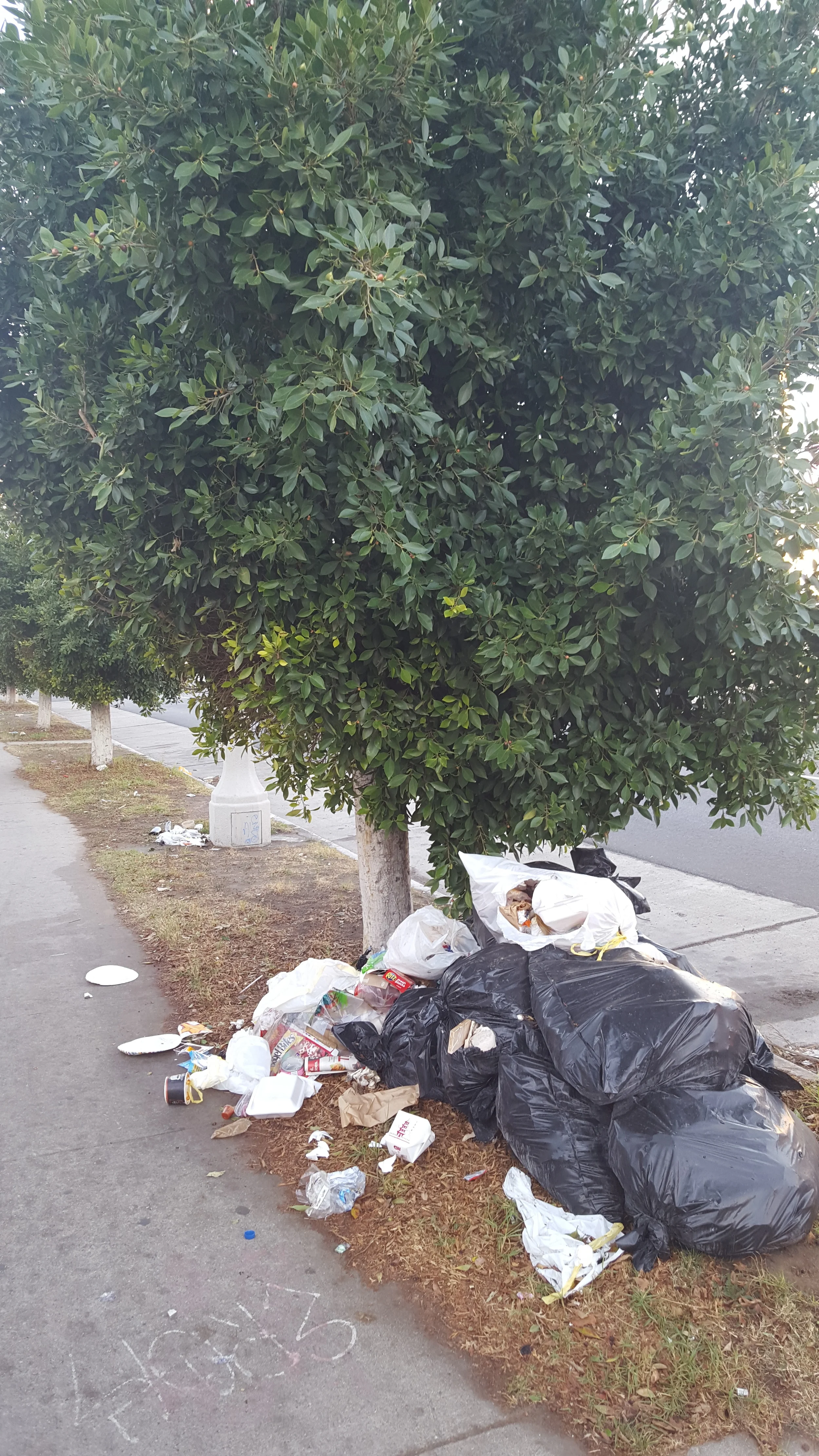 The Morning Walk 12/17/15