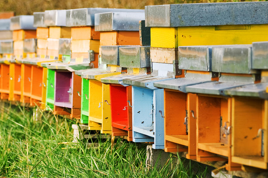 beehives.jpg