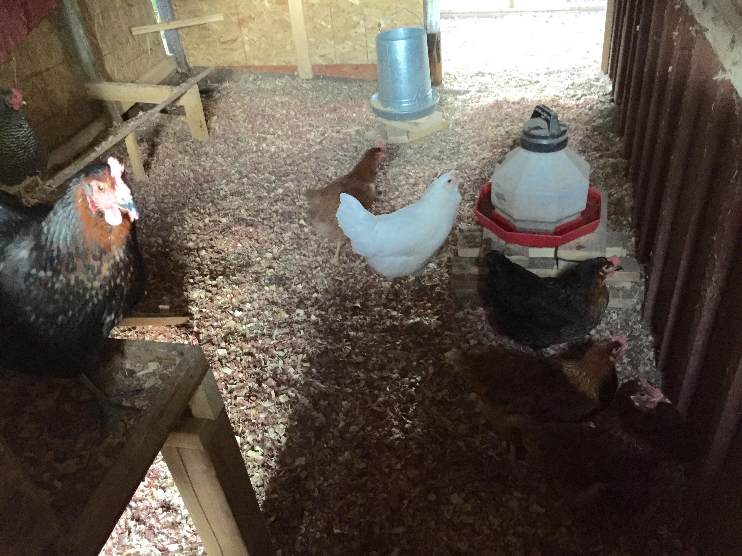Our chicken coop was originally built in 1918 with the building of our original home in Historic Greeley, Colorado. Since then it was turned into a storage shed, work barn, a wood room and just recently back into a chicken coop. We are all about restoration =)