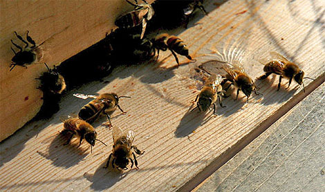 we always think bees are happiest in the Spring!