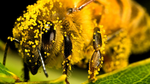 Notice the tiny pollen particles all over the body of the bee. How amazing is that?