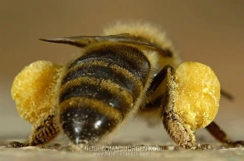 When the bees package pollen like this, we call them saddlebags because they look like the bags attached to a horse or motorcycle. So awesome!