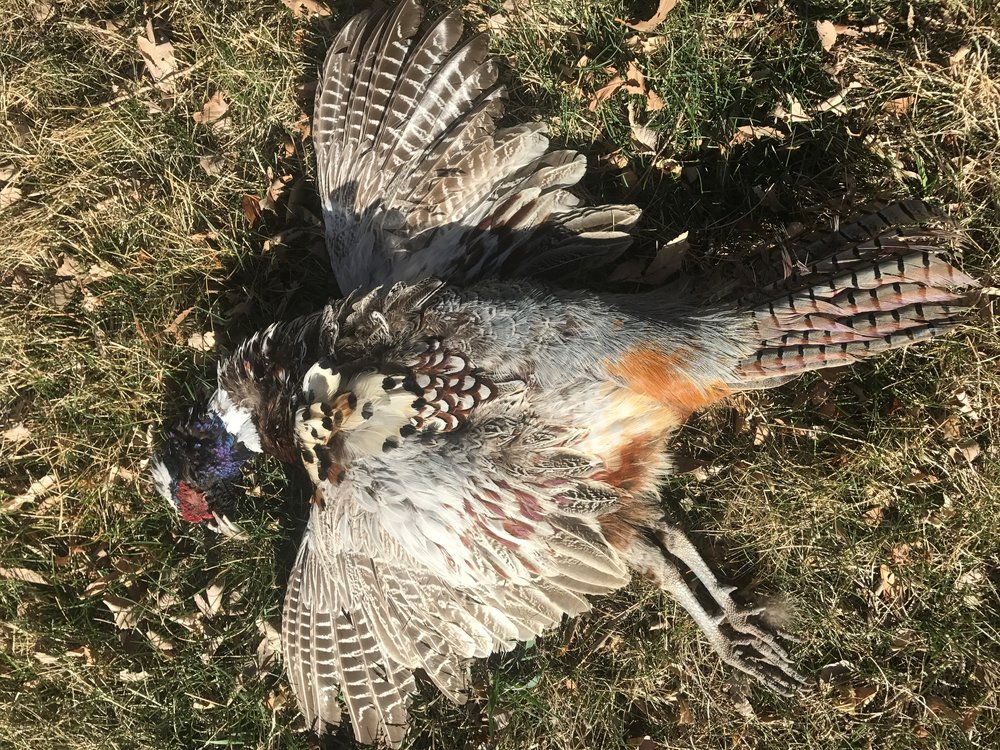 pheasant.jpg