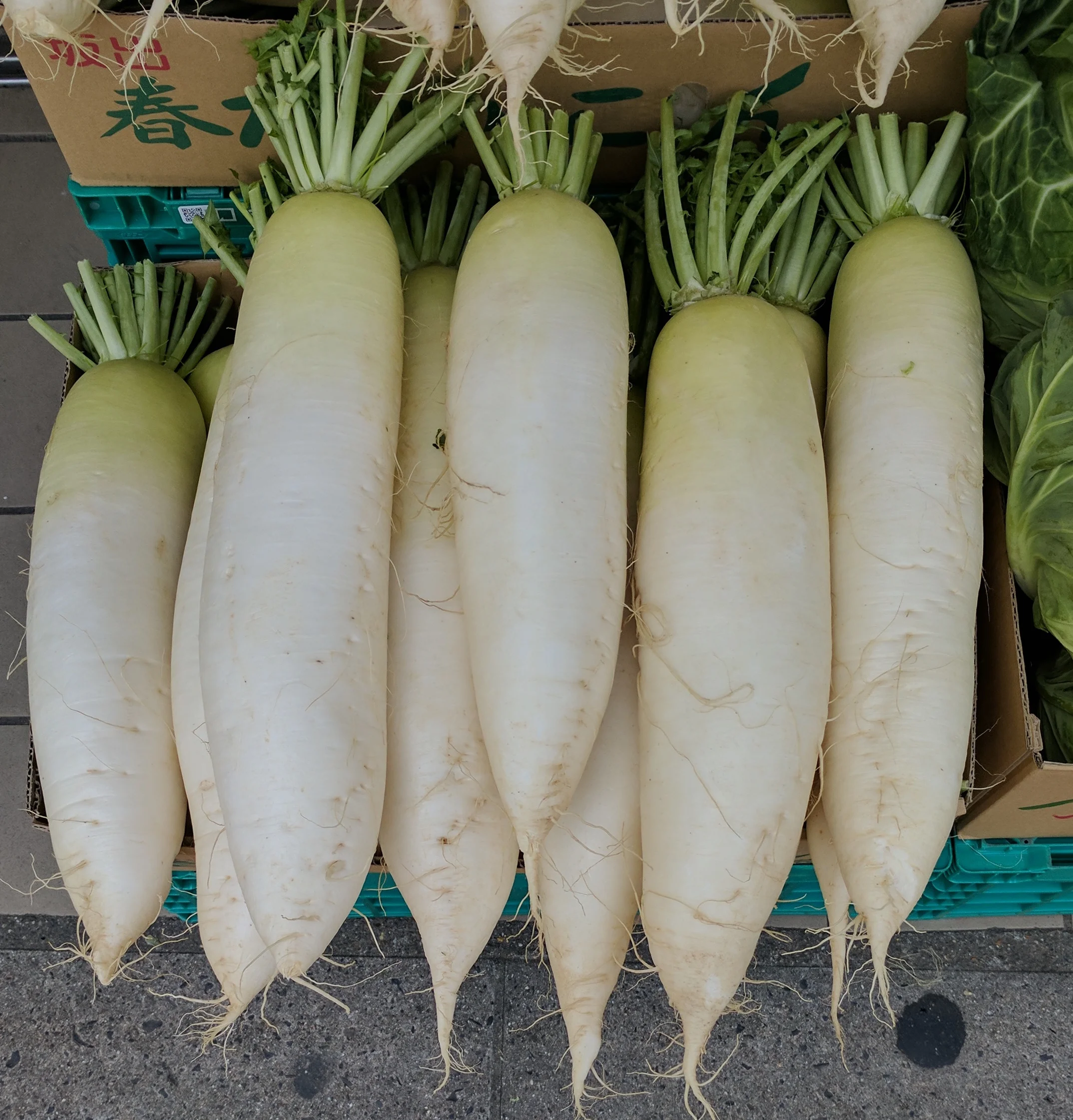 jumbo daikon.jpg