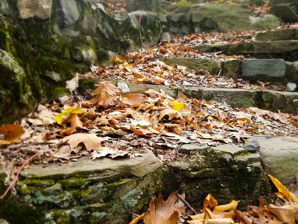 leaves.jpg
