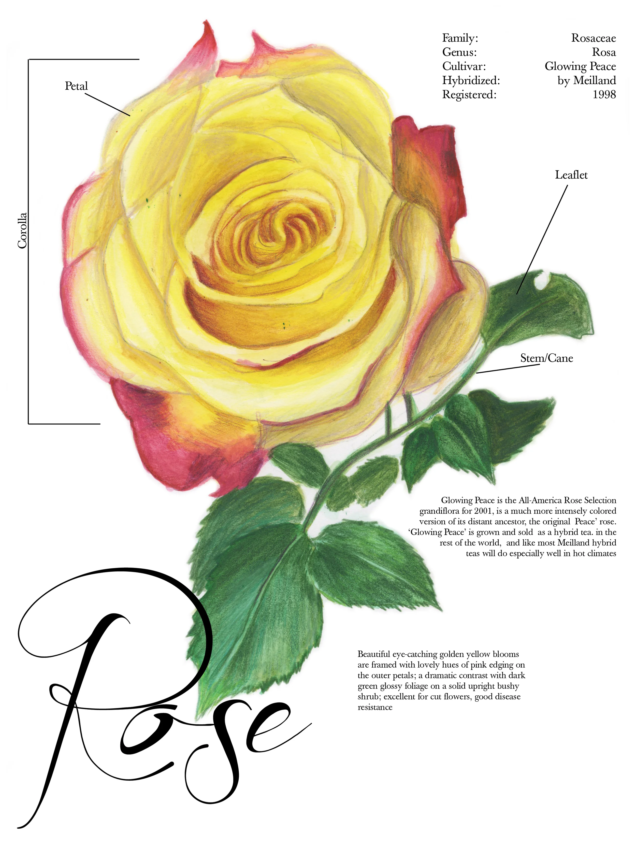 Rose