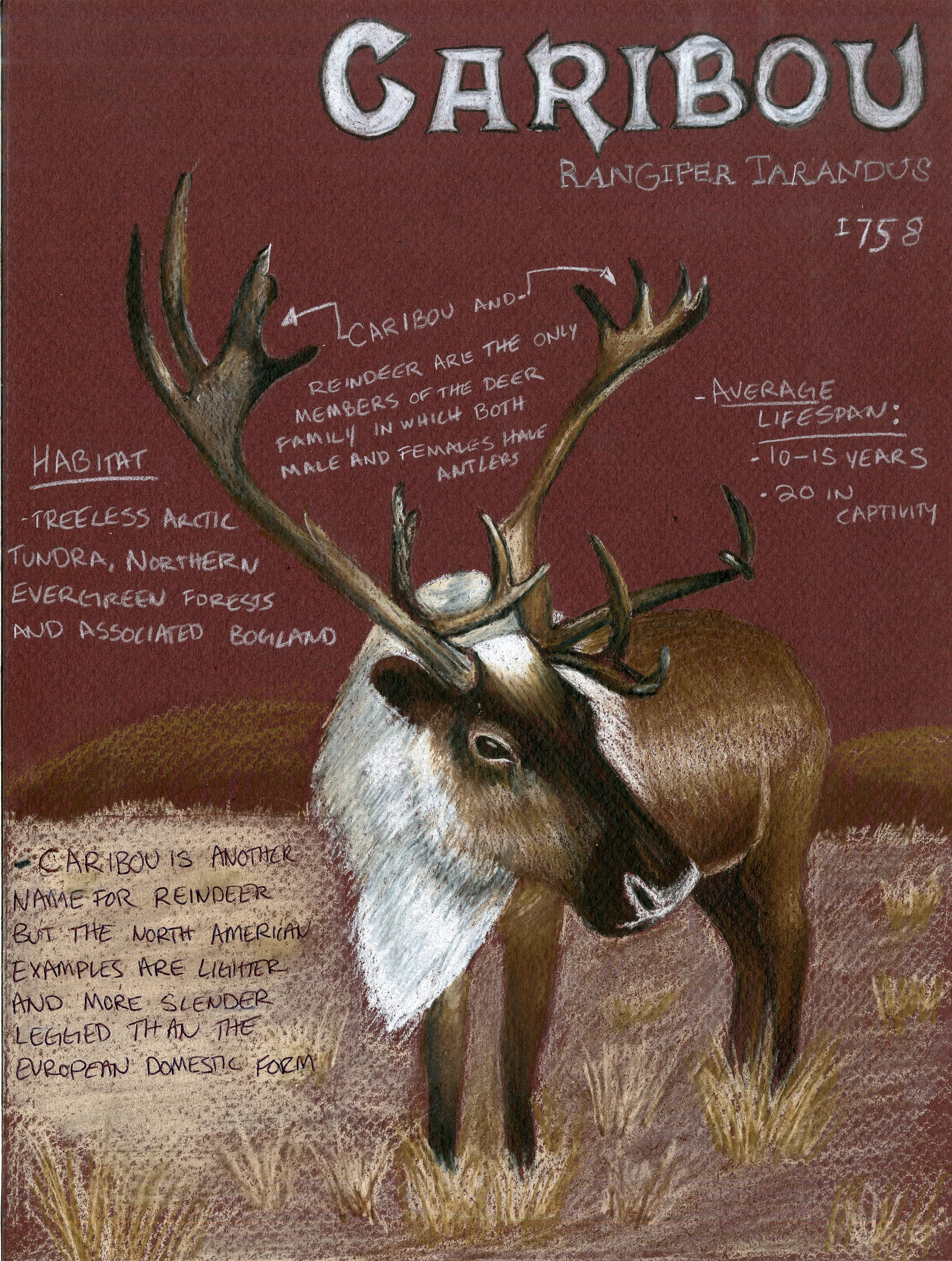 Caribou