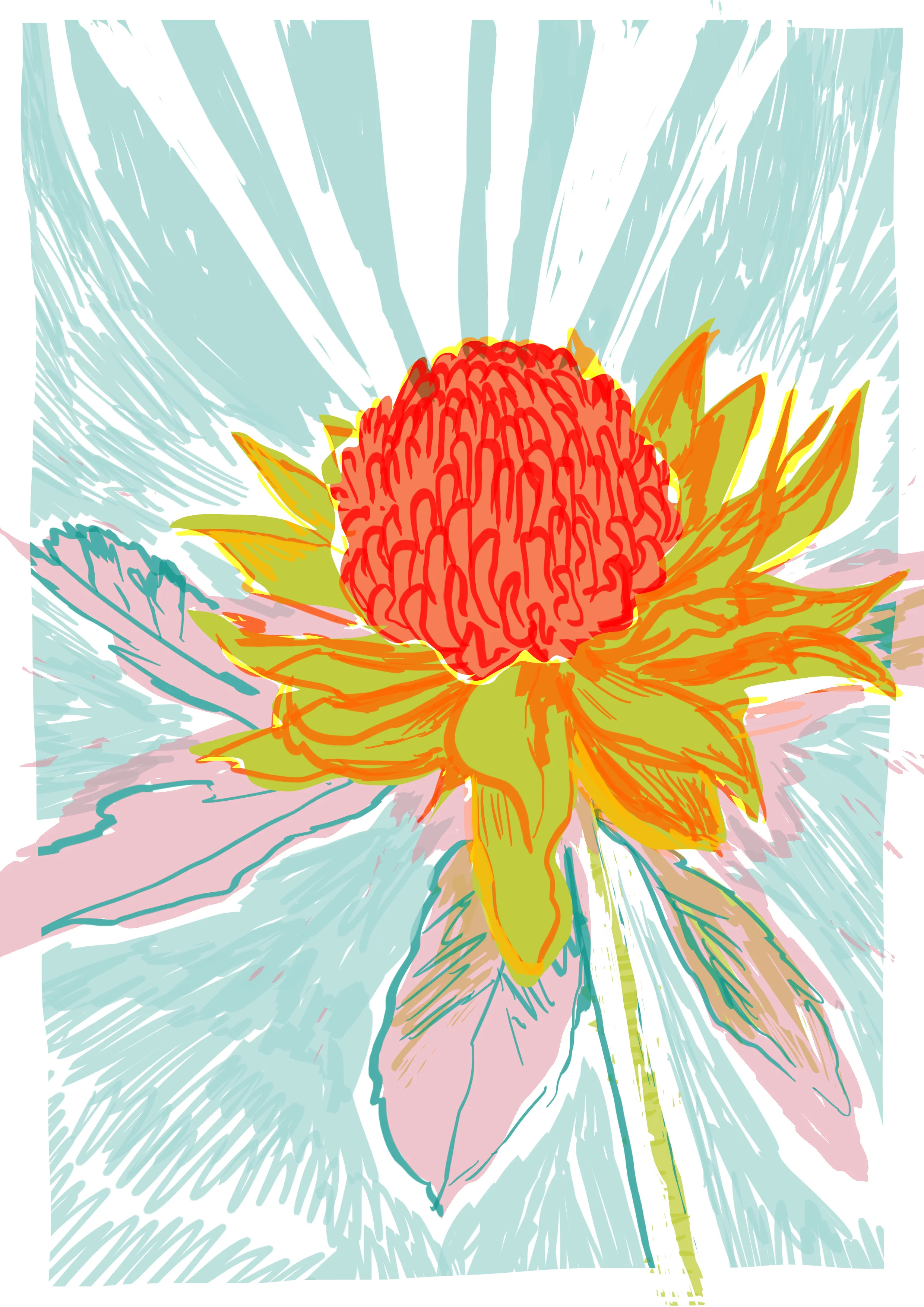 Waratah.jpg
