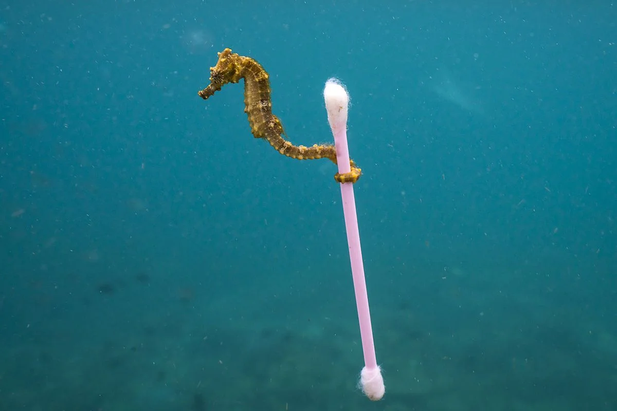 Photo by Justin Hofman / Wildlife Photographer of the Year