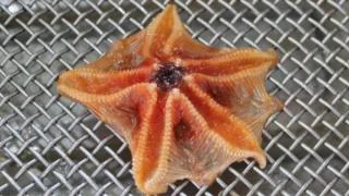 Starfish specimen