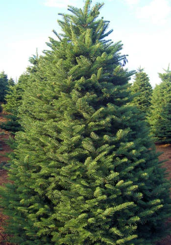 The #1 Christmas Tree on the West Coast