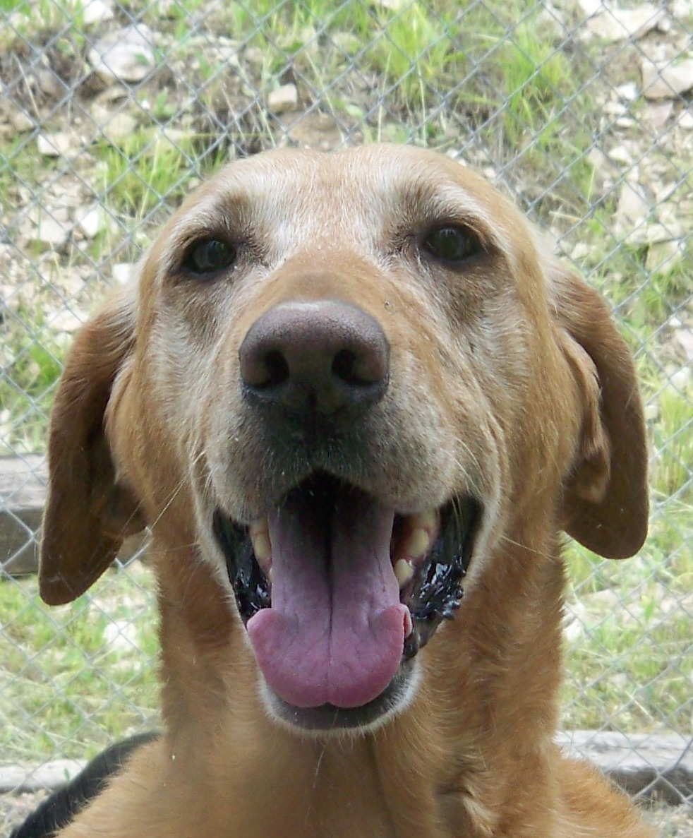 Scooby