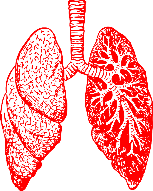 Lungs