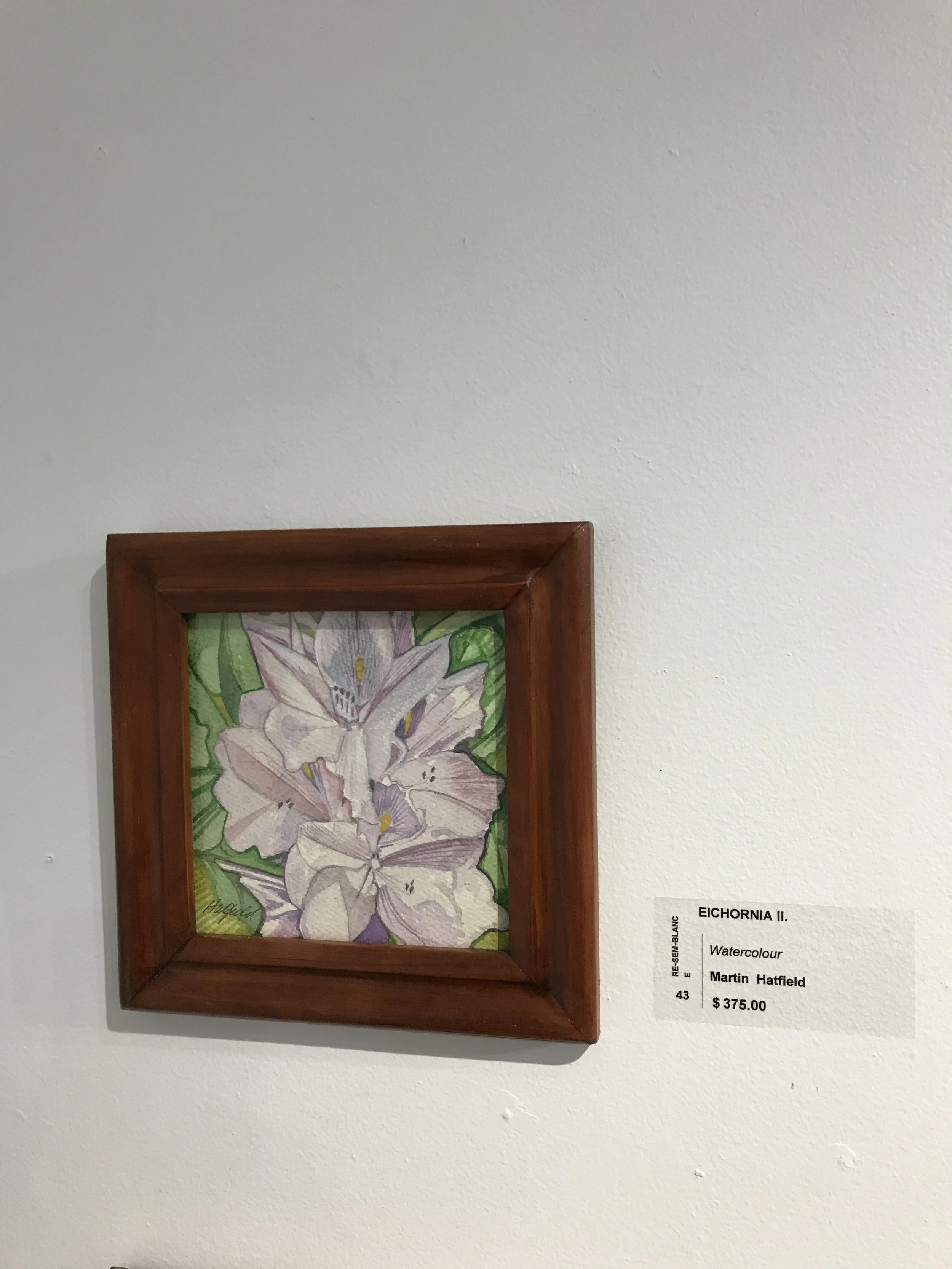 Eichornia II.     