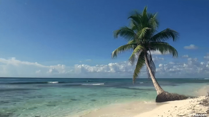 How many palm trees can I take back to Wisconsin?