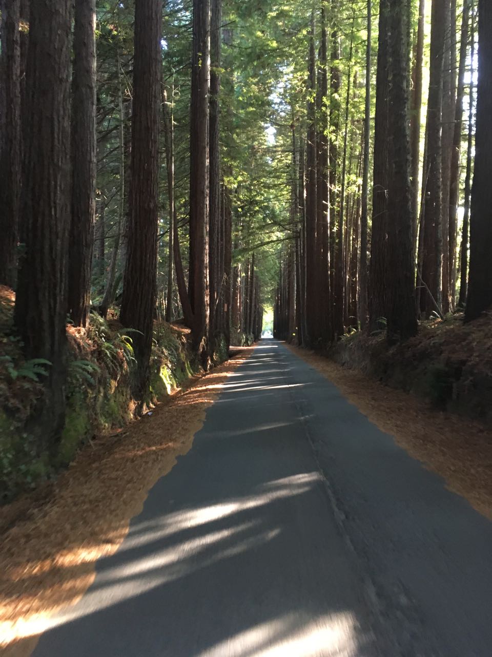Redwoods - 1 of 26.jpg