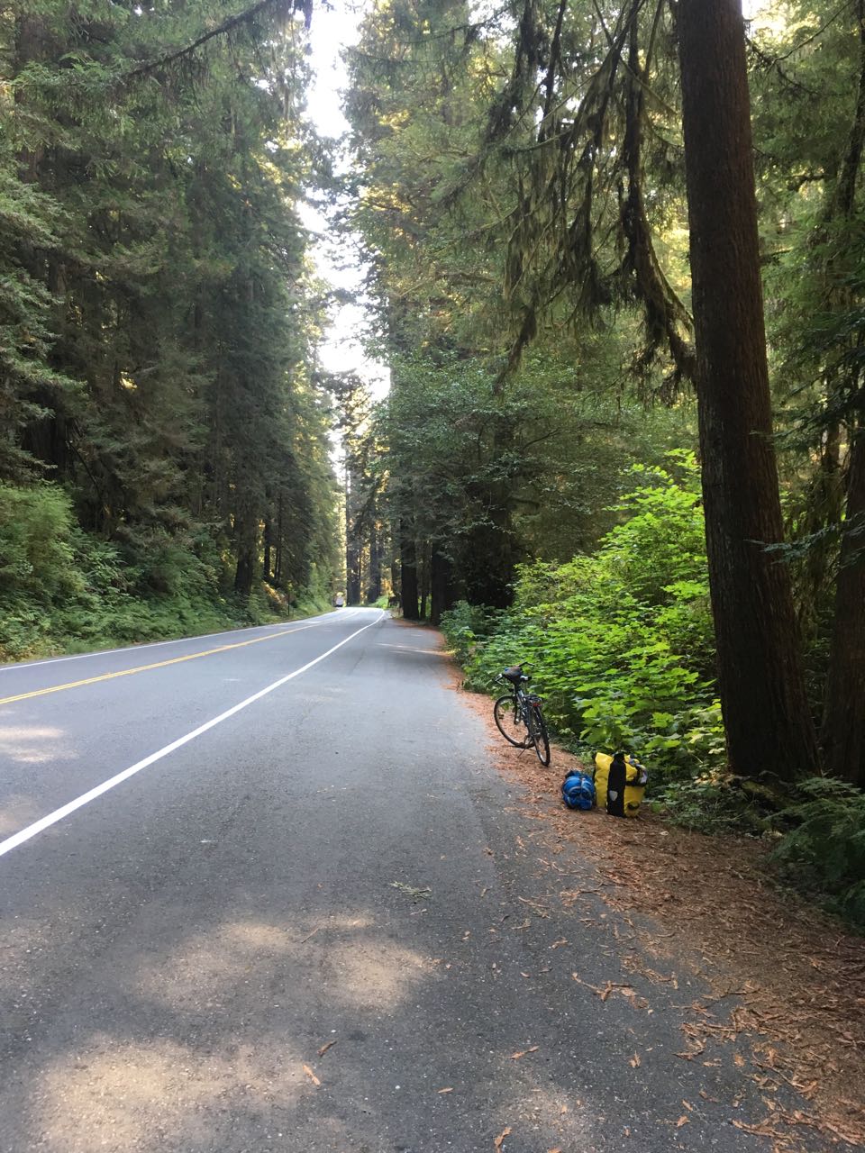 Redwoods - 8 of 26.jpg