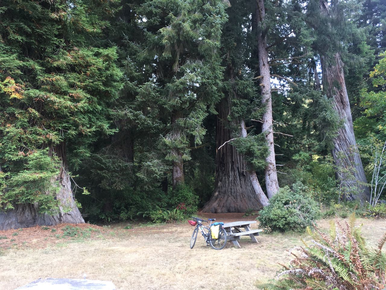 Redwoods - 10 of 26.jpg