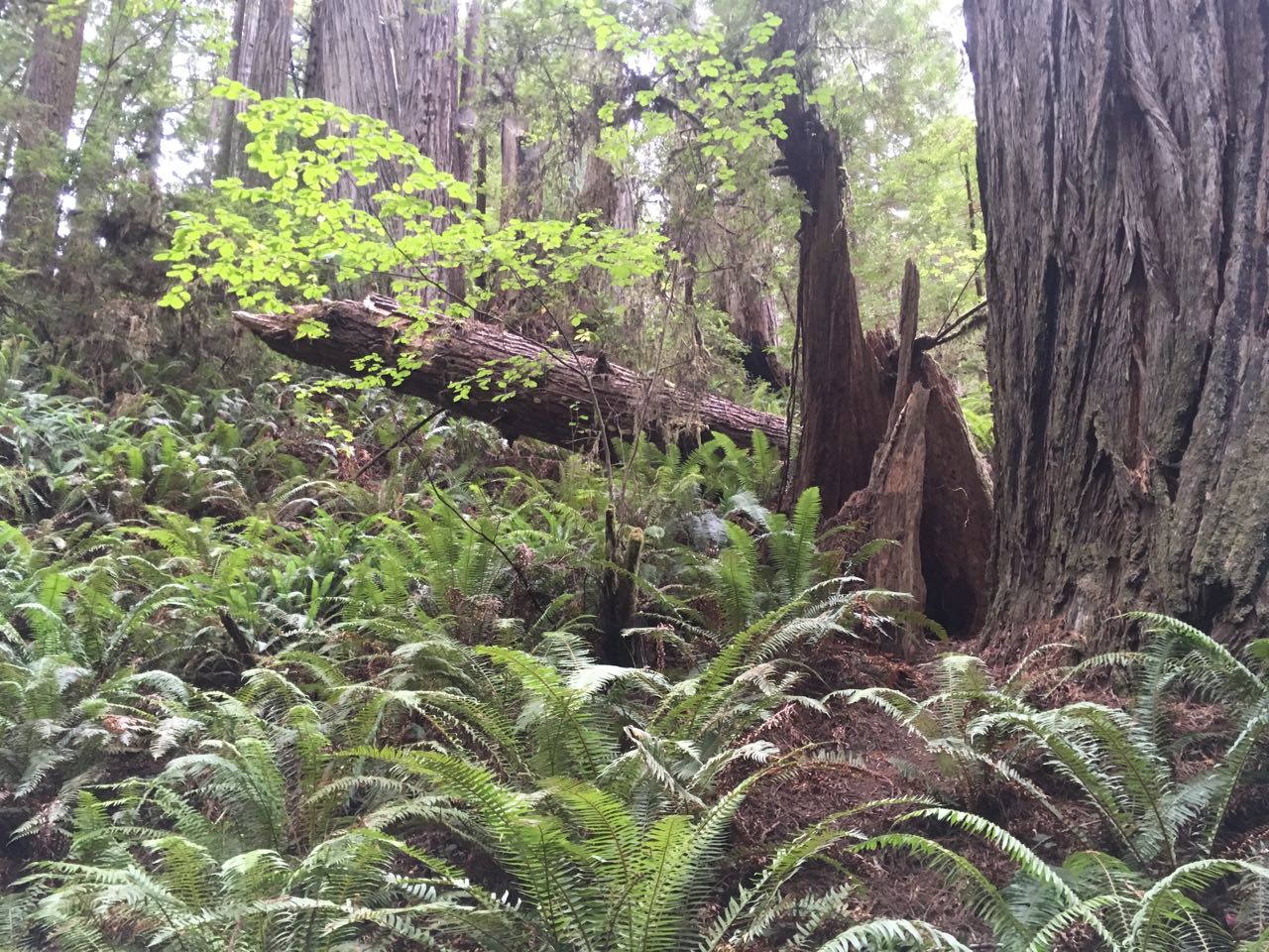 Redwoods - 17 of 26.jpg