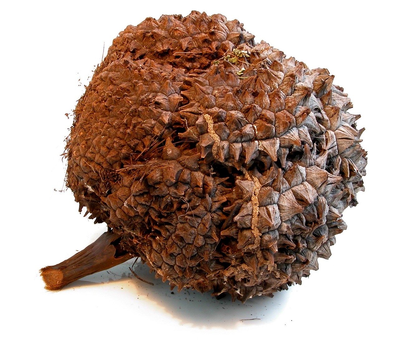 Fruto de Tagua 08.jpeg