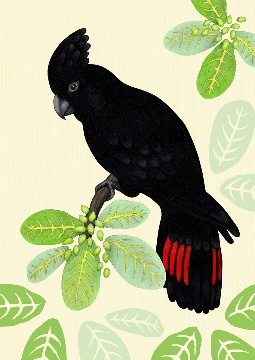 Black Cockatoo